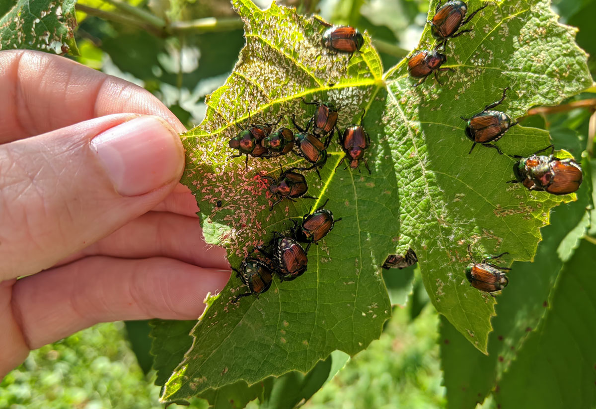 Coleottero Popillia japonica: attivato il piano di controllo ERSAF