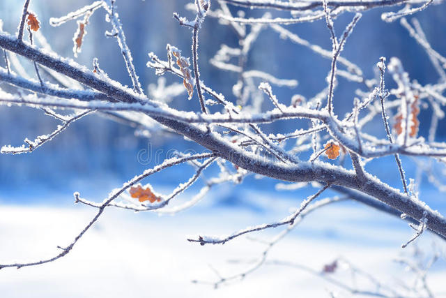 rami-di-albero-congelati-nel-ghiaccio-ramo-di-albero-congelato-nel-ramo-della-foresta-di-inverno-coperto-di-neve-82991384